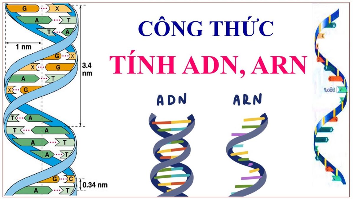 Công thức ADN: Tính chiều dài của gen