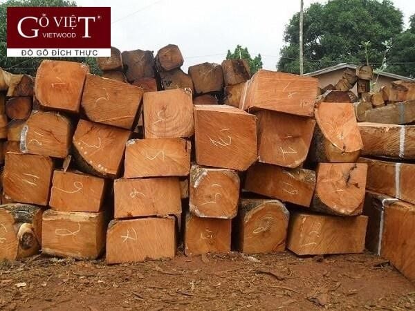 Cây gỗ gụ thường mọc trong các khu rừng rậm nhiệt đới ưa mưa và có độ ẩm cao với độ cao lên đến khoảng 500m